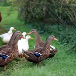 The Duck's Πανσιόν Φέλτρε