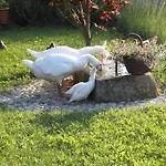 The Duck's 3* Φέλτρε