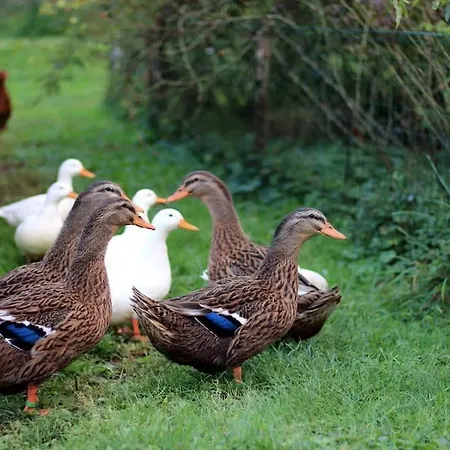 The Duck's 招待所 费尔特雷