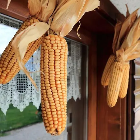 The Duck's 招待所 3*