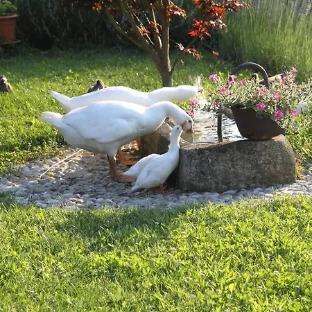 The Duck's * Feltre