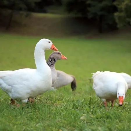 The Duck's Feltre