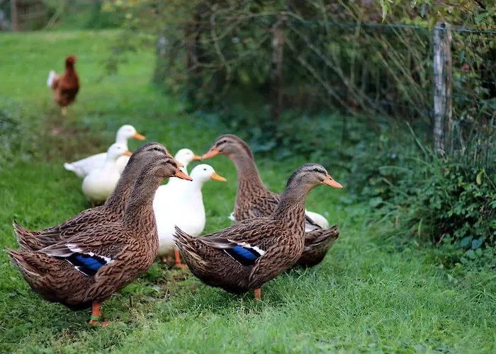 The Duck's بيت ضيافة فيلتري