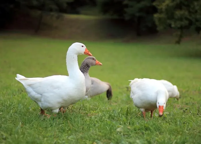 The Duck's Feltre